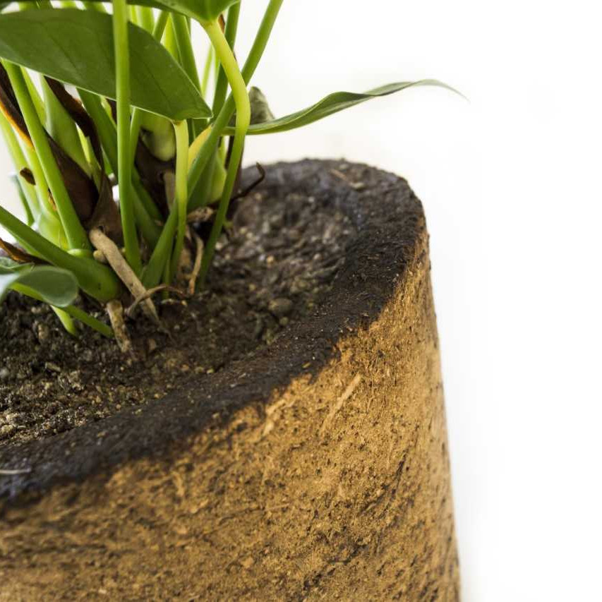 Spawnfoam Pot with Plant