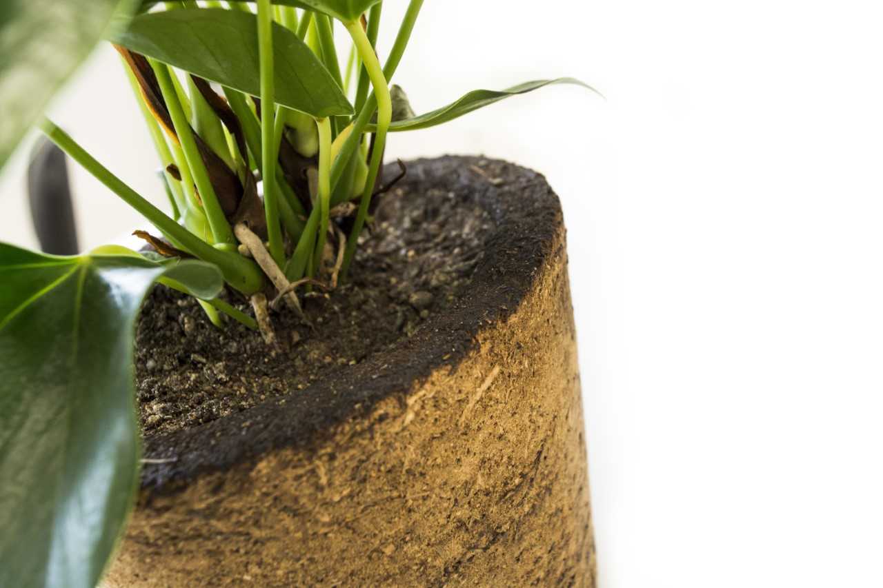 Spawnfoam Pot with Plant